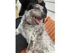 Adopt Sundae a Black - with Gray or Silver Australian Cattle Dog / Mixed dog in
