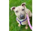 Adopt Little Mama a Tan/Yellow/Fawn Pit Bull Terrier / Mixed dog in Lynnwood