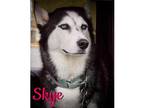 Adopt Sky a Black - with White Siberian Husky / Mixed dog in Sunderland