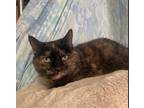 Adopt Shelly a All Black Domestic Shorthair / Domestic Shorthair / Mixed cat in