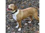 Adopt Tarot a Tan/Yellow/Fawn - with White Staffordshire Bull Terrier / Terrier