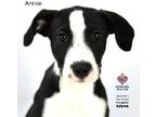 Adopt Annie a Great Dane / Mixed Breed (Medium) / Mixed dog in Tomball