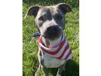 Adopt Lana a Gray/Silver/Salt & Pepper - with White Pit Bull Terrier / Mixed dog