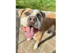 Adopt Phoebe a Tan/Yellow/Fawn Pit Bull Terrier dog in New Albany, OH (32641822)
