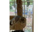 Adopt Margo a Spotted Tabby/Leopard Spotted Domestic Shorthair / Mixed cat in