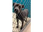 Adopt Paul a Gray/Blue/Silver/Salt & Pepper American Pit Bull Terrier dog in