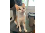 Adopt Ginger Spice a White (Mostly) Domestic Shorthair cat in Steinbach
