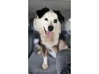 Adopt Pete a Black - with White Australian Shepherd / Mixed dog in Sarasota