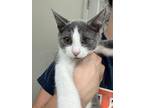 Adopt Ava (in foster) a Gray or Blue Domestic Shorthair / Domestic Shorthair /