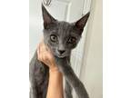 Adopt Sadie (in foster) a Gray or Blue Domestic Shorthair / Domestic Shorthair /