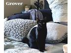 Adopt Grover a All Black Domestic Shorthair (short coat) cat in Glendale