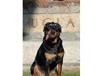 Adopt Coco a Black - with Brown, Red, Golden, Orange or Chestnut Rottweiler /