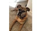 Adopt Princess a Boxer / Mixed dog in Denver, CO (39356481)