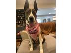 Adopt Amelia EARhart a Brindle - with White Plott Hound / Terrier (Unknown Type