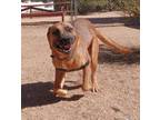Adopt Edward a Brown/Chocolate Mixed Breed (Large) / Mixed dog in Las Cruces