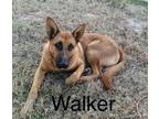 Adopt Walker a Red/Golden/Orange/Chestnut German Shepherd Dog / Mixed dog in