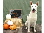 Adopt Anastasia K6 10/13/23 a White Husky / Mixed Breed (Medium) / Mixed (short