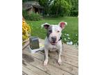 Adopt Remi a White - with Gray or Silver Pit Bull Terrier / Mixed dog in