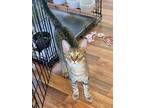 Adopt Dot a Brown Tabby Domestic Shorthair (short coat) cat in Hammond