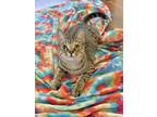 Adopt Tippy a Brown Tabby Domestic Shorthair (short coat) cat in Hammond