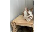 Adopt Daisy a White American / Mixed (short coat) rabbit in Chicago