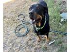 Adopt Oakley a Brown/Chocolate - with Black Rottweiler / Mixed dog in Gilbert