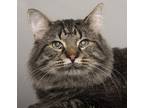 Adopt Bryce a Tiger Striped Maine Coon (long coat) cat in Chicago, IL (39576437)
