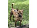 Adopt ZEUSE a Brindle - with White American Staffordshire Terrier / Mixed dog in