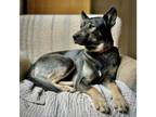 Adopt Myra a Black - with Tan, Yellow or Fawn Husky / Labrador Retriever / Mixed