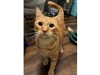 Adopt Munster a Orange or Red Domestic Shorthair / Mixed (short coat) cat in