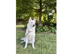 Adopt Misha a White Husky / German Shepherd Dog / Mixed dog in Takoma Park