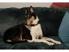 Adopt Seamus a Tricolor (Tan/Brown & Black & White) Collie / Mixed dog in