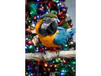 Adopt Snoopie a Macaw bird in Elizabeth, CO (36685654)