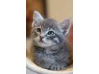 Adopt Bruno a Gray or Blue Domestic Shorthair (short coat) cat in Spring