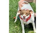 Adopt Emma a Brittany dog in Garland, TX (39571014)