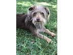 Adopt Hunter a Tan/Yellow/Fawn Havanese / Mixed dog in Garland, TX (39571005)