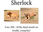 Adopt Sherlock a Hound (Unknown Type) / Mixed Breed (Medium) / Mixed dog in