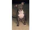 Adopt Marshmallow a Gray/Blue/Silver/Salt & Pepper Mixed Breed (Large) / Mixed