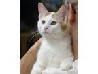 Adopt Jackson a White (Mostly) Domestic Shorthair (short coat) cat in Avon