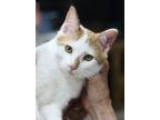 Adopt Jeffrey a White (Mostly) Domestic Shorthair (short coat) cat in Avon