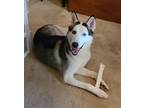 Adopt Atlas a Black - with White Siberian Husky / Mixed dog in Houston
