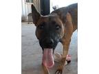 Adopt Grover a Belgian Malinois / Mixed dog in San Tan Valley, AZ (39564717)