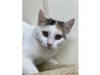 Adopt Madeline a White Domestic Shorthair / Mixed Breed (Medium) / Mixed (short