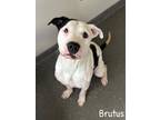 Adopt Brutus a White American Pit Bull Terrier / Mixed dog in Valparaiso