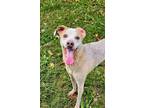 Adopt Jane a White - with Red, Golden, Orange or Chestnut Texas Heeler / Mixed