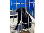 Adopt Ace a Black Labrador Retriever dog in Whiteville, NC (39548303)