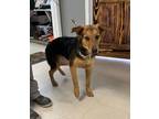 Adopt Delilah a Brown/Chocolate Shepherd (Unknown Type) dog in Whiteville