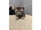 Adopt Soda a Brown or Chocolate Domestic Shorthair / Domestic Shorthair / Mixed