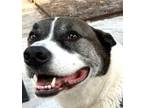 Adopt Tito (fna Obie) a White Akita / Shiba Inu / Mixed dog in Savannah
