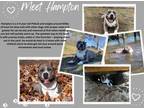 Adopt Hampton a Gray/Silver/Salt & Pepper - with White American Pit Bull Terrier